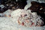 Deadly Stonefish, Reef Stonefish, (Synanceia verrucosa), Scorpaeniformes, Synanceiidae, venomous, scorpionfish, venemous, AAAV05P02_12