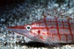 Longnosed hawkfish, (Oxycirrhites typus), Perciformes, Cirrhitidae, eyes, AAAV05P04_01