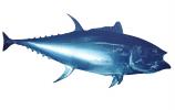 Tuna Fish, photo-object, object, cut-out, cutout, AAAV05P04_16F