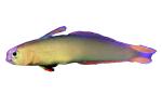 Purple Firefish, (Nemateleotris decora), Perciformes, Microdesmidae, Gobiidae, Goby, dartfish, photo-object, object, cut-out, cutout, AAAV05P08_06F