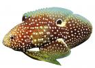 Marine Betta Grouper, (Calloplesiops altivelis), Perciformes, Plesiopidae, photo-object, object, cut-out, cutout, AAAV05P13_12F
