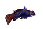 Mandarinfish, (Synchiropus splendidus), Perciformes, Callionymidae, dragonet, photo-object, object, cut-out, cutout, AAAV05P14_07F
