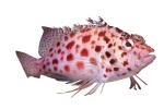 Coral hawkfish, (Cirrhitichthys oxycephalus), Perciformes, Cirrhitidae, photo-object, object, cut-out, cutout, AAAV05P15_15F
