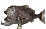 Fangtooth, (Anoplogaster cornuta), Deep Sea Creature, Dragonfish, photo-object, object, cut-out, cutout, AAAV06P03_01F