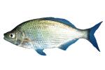 Shiner Surfperch, (Cymatogaster aggregata), Perciformes, Embiatocidae, photo-object, object, cut-out, cutout, AAAV06P03_04F