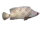 Panther Grouper, (Cromileptes altivelis), Perciformes, Serranidae, photo-object, object, cut-out, cutout, AAAV06P03_16F