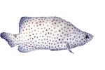 Panther Grouper, (Cromileptes altivelis), Perciformes, Serranidae, photo-object, object, cut-out, cutout, AAAV06P03_18F