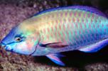 Parrotfish, AAAV06P12_08