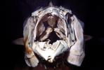 Tunafish Skeleton, AAAV07P03_12