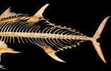 Tunafish Skeleton, AAAV07P03_15