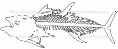 Tuna Skeleton outline, line drawing, AAAV07P03_15BO