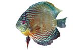 Discus Fish, (Symphysodon discus), Cichlid, Cichlidae, Perciformes, Brazil, photo-object, object, cut-out, cutout, Heroini , AABD01_060F
