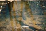Cichlid, Bullfrog Pond, Sonoma County, California, AABV01P04_01.4093
