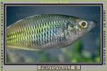 Rainbow Fish [Melanotaeniidae], Rainbow Fish, (Melanotaenia herbertaxelrodi), [Melanotaeniidae], AABV01P05_17