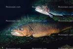 Chinook Salmon, anadromous fish, AABV01P06_14.1707