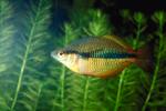 Rainbow Fish, (Melanotaenia herbertaxelrodi), [Melanotaeniidae], AABV01P07_12.4093