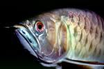 Asian Arowana, (Scleropages formosus), Osteoglossiformes, Osteoglossidae, endangered species, AABV01P11_02