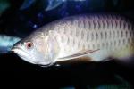 Asian Arowana, (Scleropages formosus), Osteoglossiformes, Osteoglossidae, endangered species, AABV01P11_05
