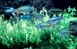Rainbowfish, Banded Rainbowfish, (Melanotaenia trifasciata), AABV01P12_09
