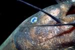 Electric Catfish Eye, (Malapterurus electricus), Malapteruridaehis, AABV01P14_19