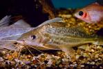 Pictus Catfish, (Pimelodus pictus), Siluriformes, Pimelodidae, Polka-dot Catfish, AABV02P01_05.2563