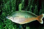 Rainbow fish, AABV02P05_07
