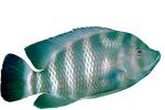 Cichlid [Cichlidae], photo-object, object, cut-out, cutout, AABV02P06_08F
