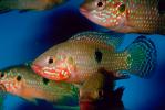 African Jewelfish, Jewel Cichlid, (Hemichromis bimaculatus), Perciformes, Hemichromini, Pseudocrenilabrinae, [Cichlidae], Cichlids, AABV02P06_15.2563