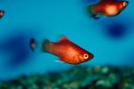 Red Platy, AABV02P08_08.4093