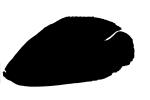 Oscar Cichlid silhouette, shape, logo, AABV02P09_01M