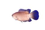 Climbing Perch, (Anabas testudineus), [Anabantidae], Anabantoidei, Perciformes, gouramies, photo-object, object, cut-out, cutout, AABV02P12_06F
