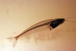 Glass Catfish, (Kryptopterus bicirrhis), Siluriformes, Siluridae, AABV03P02_09