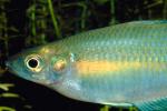 Rainbowfish [Melanotaeniidae], Banded Rainbowfish, (Melanotaenia trifasciata), AABV03P04_11.4094
