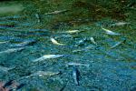 Salmon spawning, Valdez, AABV03P10_18.4094