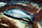 Eye-Biter, (Dimidiochromis compressiceps), [Cichlidae], Cichlid, Eyebiter, Perciformes, Lake Malawi, Africa, African, AABV04P01_04