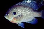Bluegill Sunfish, (Lepomis macrochirus), Perciformes, Centrarchidae, AABV04P05_10