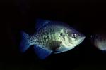 Bluegill Sunfish, (Lepomis macrochirus), Perciformes, Centrarchidae, AABV04P05_13