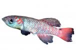 Guenther's Notho, Nothobranchius guentheri, Killifish, Cyprinodontiformes, Aplocheilidae, eastern Tanzania, East Africa, photo-object, object, cut-out, cutout, AABV04P08_18F