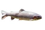 Trout, photo-object, object, cut-out, cutout, AABV04P09_10F