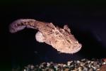 Frogmouth Catfish, (Chaca bankanensis), [Chacidae], Siluriformes, AABV04P13_05