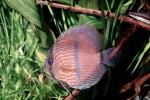 Discus Fish, (Symphysodon discus), Cichlid, Cichlidae, Perciformes, Brazil, Heroini , AABV04P14_01
