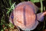 Discus Fish, (Symphysodon discus), Cichlid, Cichlidae, Perciformes, Brazil, Heroini , AABV04P14_02
