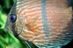 Discus Fish, (Symphysodon discus), Cichlid, Cichlidae, Perciformes, Brazil, Heroini , AABV04P14_03