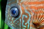 Discus Fish, (Symphysodon discus), Cichlid, Cichlidae, Perciformes, Brazil, Heroini , AABV04P14_04