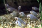Glass Catfish, (Kryptopterus bicirrhis), Siluriformes, Siluridae, AABV04P14_16