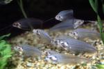 Glass Catfish, (Kryptopterus bicirrhis), Siluriformes, Siluridae, AABV04P14_17