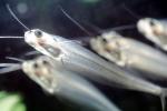 Glass Catfish, (Kryptopterus bicirrhis), Siluriformes, Siluridae, AABV04P14_19