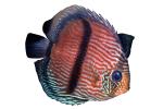 Discus Fish, (Symphysodon discus), Cichlid, Cichlidae, Perciformes, Brazil, photo-object, object, cut-out, cutout, Heroini , AABV04P15_18F
