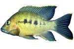 Cichlid [Cichlidae], Lake Madagascar, Africa, photo-object, object, cut-out, cutout, AABV05P01_16F