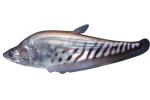 Royal Featherback, knifefish, (Chitala blanci), Osteoglossiformes, Notopteridae, photo-object, object, cut-out, cutout, AABV05P02_05F